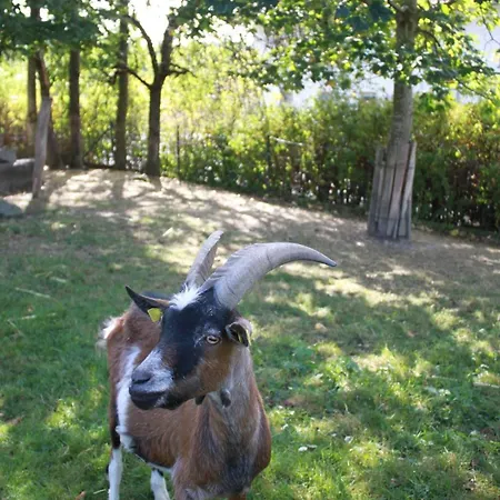 Farm stay Aiginger